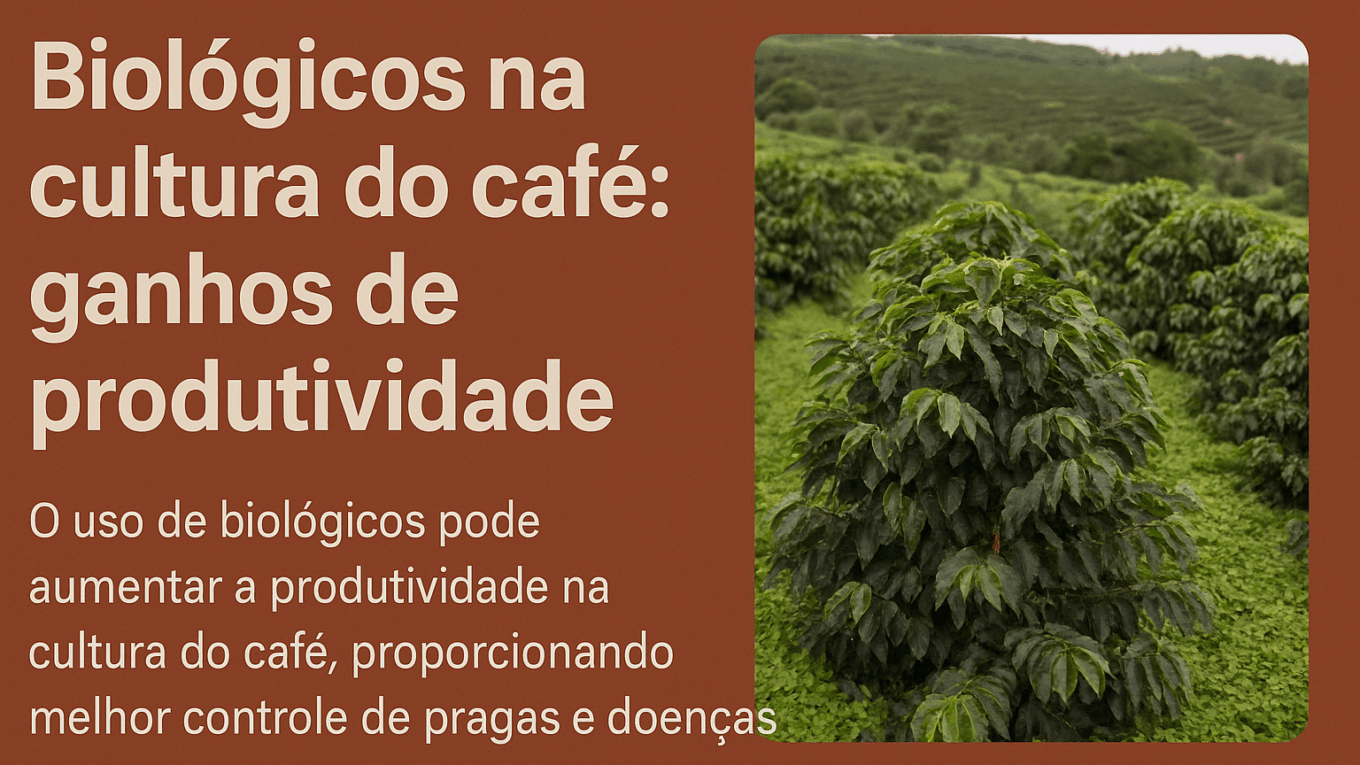 Consórcio de biológicos eleva a produtividade do café em Minas Gerais
