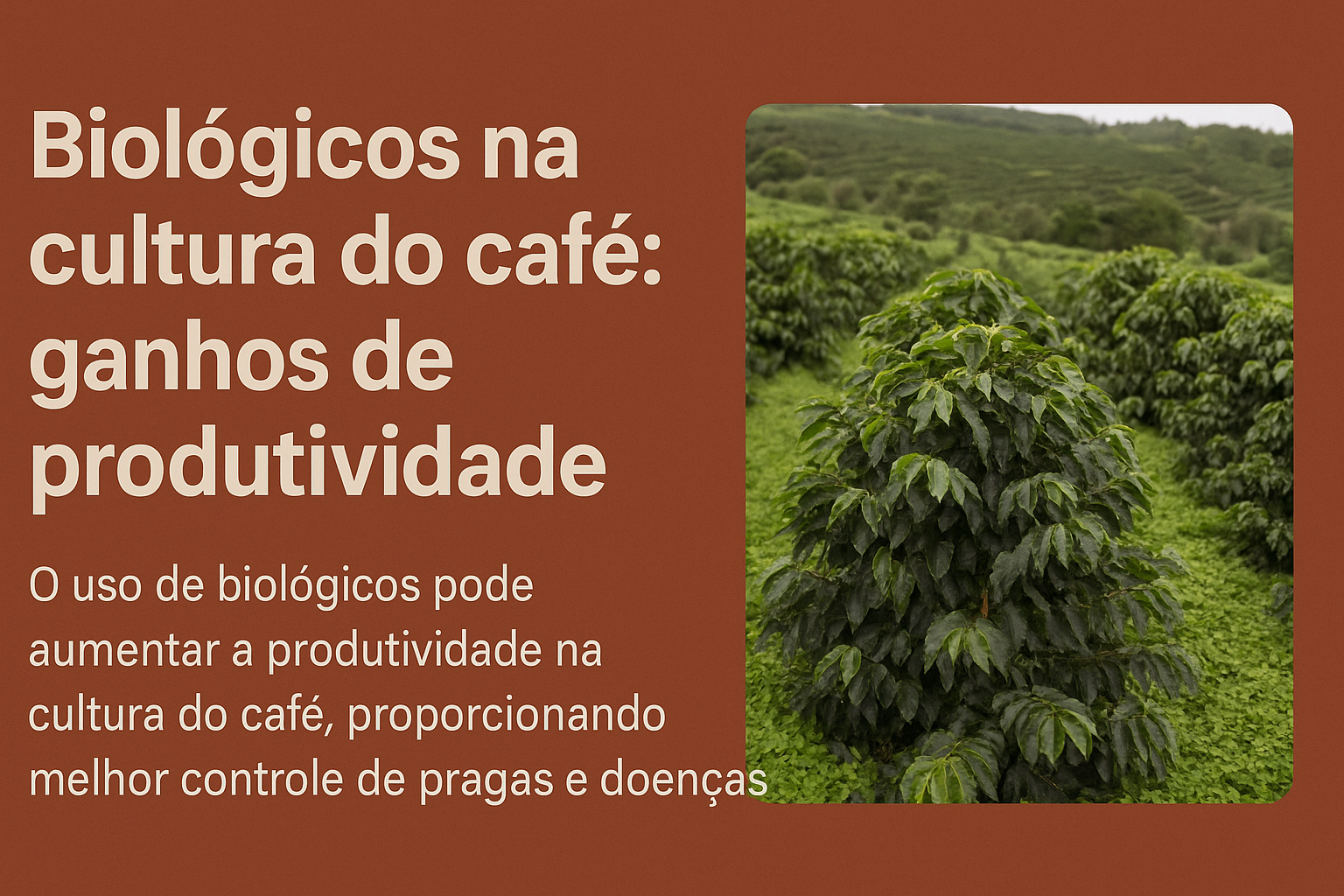 Consórcio de biológicos eleva a produtividade do café em Minas Gerais